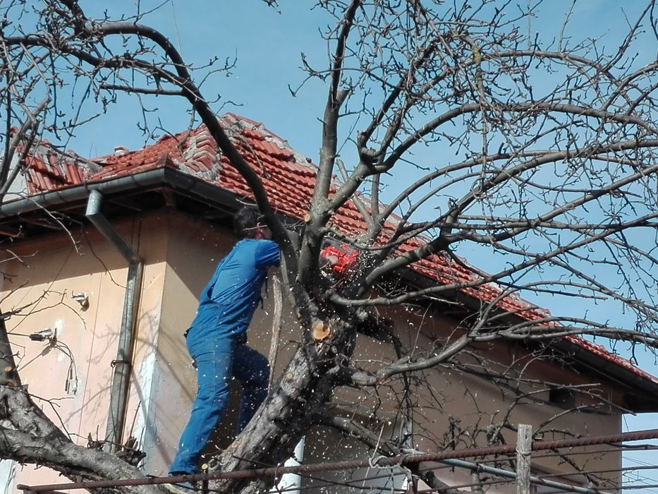 Разчистване на дворове, рязане на опасни дървета ( и дървета на кубик)