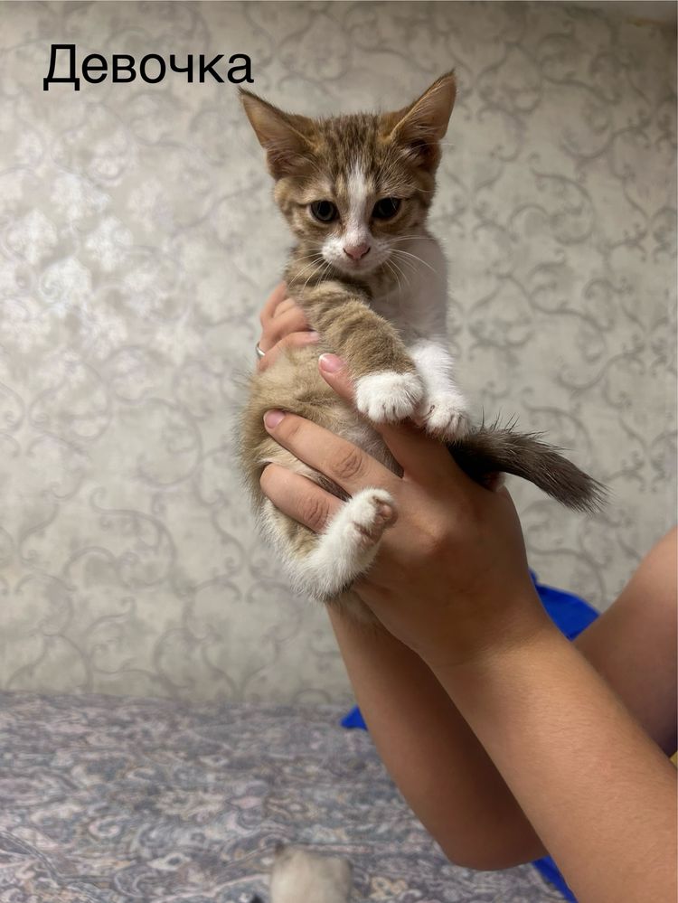 Котята ищут добрых хозяев)