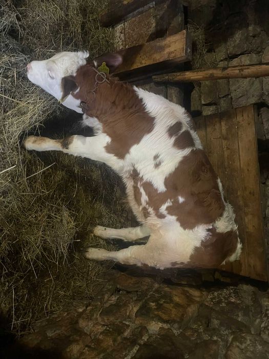 Vand vitel 8 saptamani