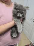 Pisica British Shorthair