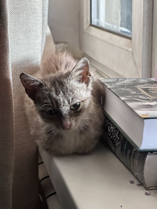 Котенок ищет дом