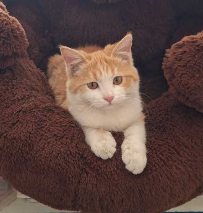 Отдам котенка в добрые руки!
