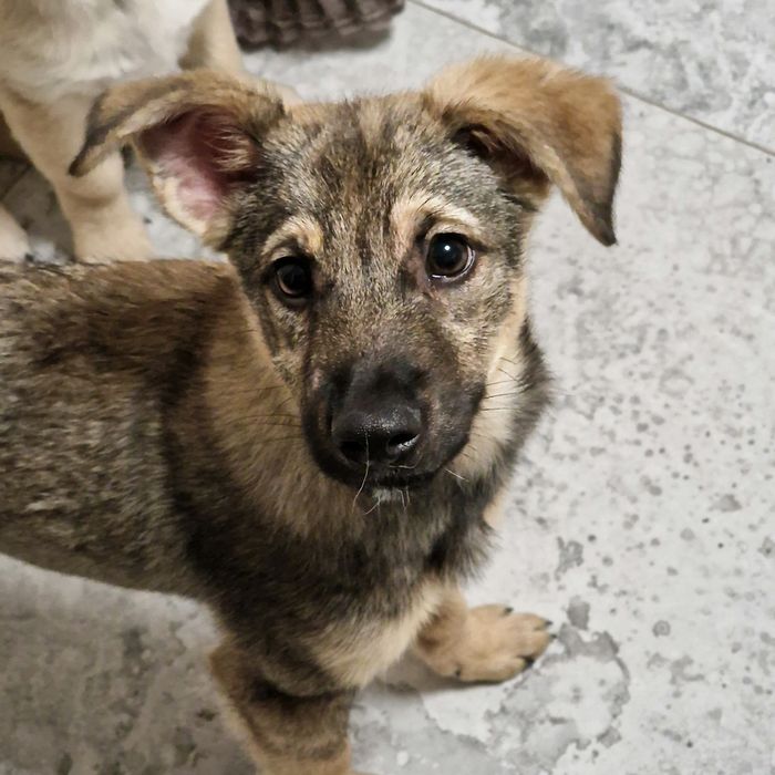 Щенок из приюта Хвостатый Рай