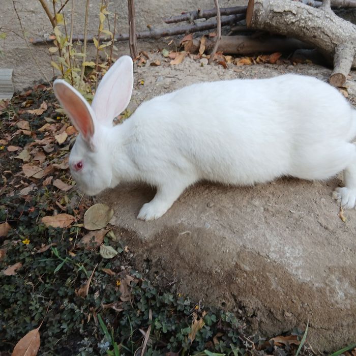 Quyonlar sotiladi, 2 ta, Jinsi: Samka, Boʻgʻoz ikkalasi xam, Fargʻona