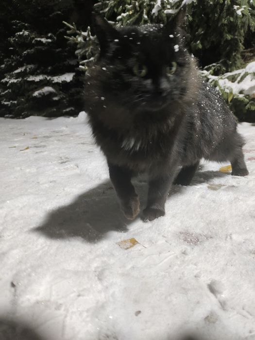 Срочно пристраивается кот