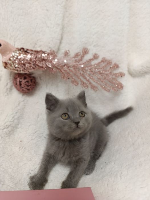 Pui fetiță British Shorthair ORADEA