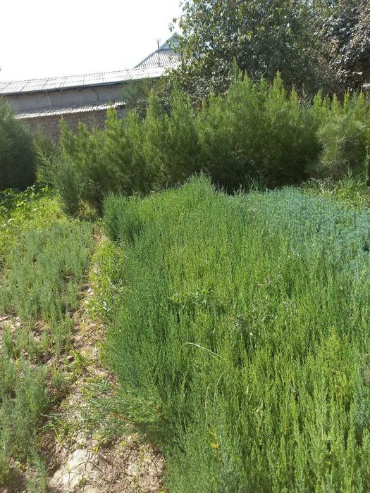 Можжевельник ва бошка турдаги кучатлари сотилади