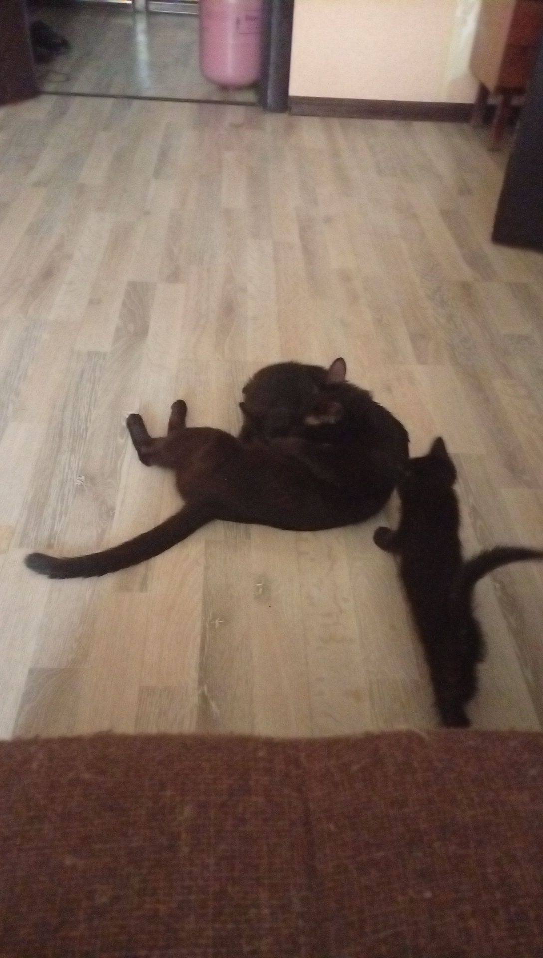 Котята от мамы Буси