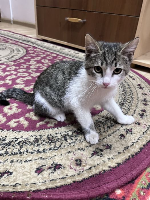 Отдам котенка в хорошие добрые руки