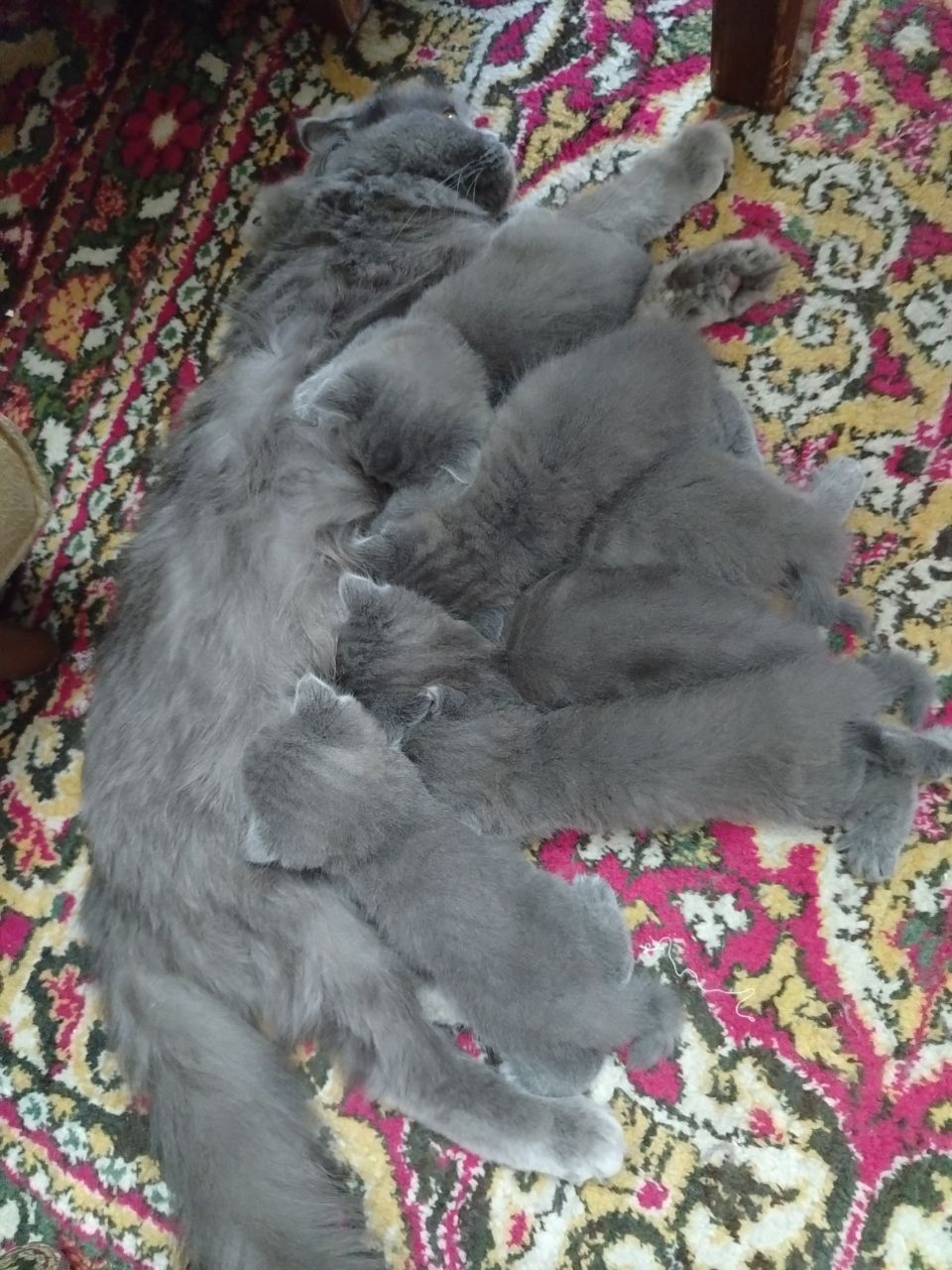 Чистокровные котята, "шотландский веслоух" 45 дневные