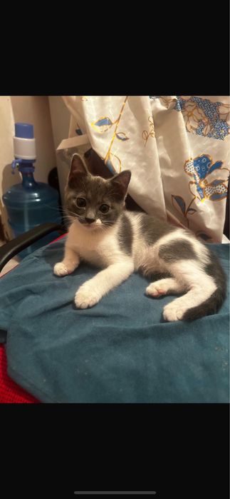 Котята домашний
