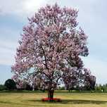 Paulownia Tomentosa Shoot Cu Flori Roz