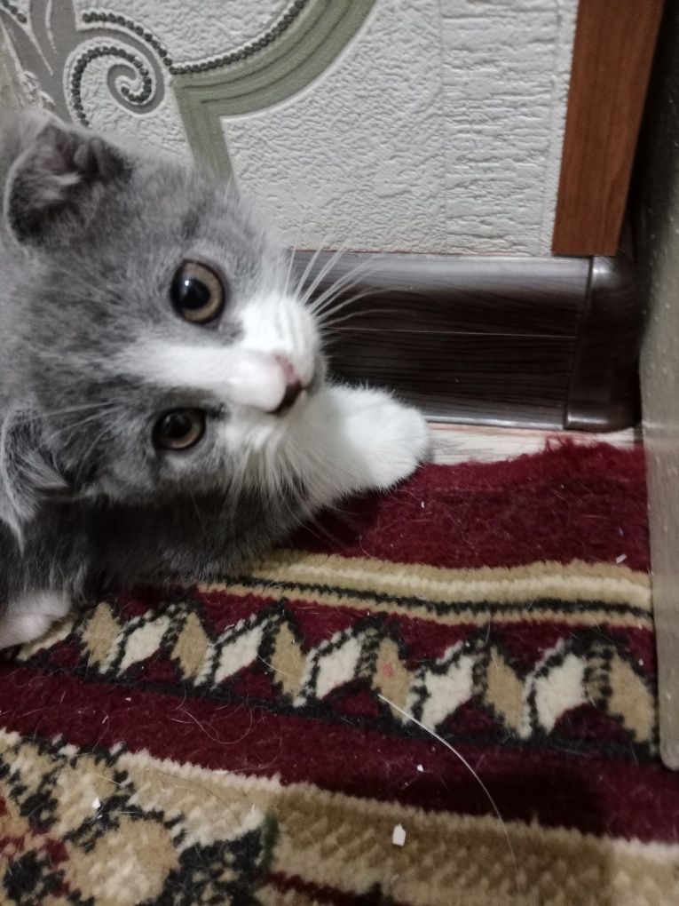Продаются очень милые котята