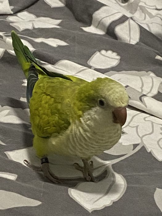 Папагал Монах на 6 месеца , с голяма клетка и много аксесоари