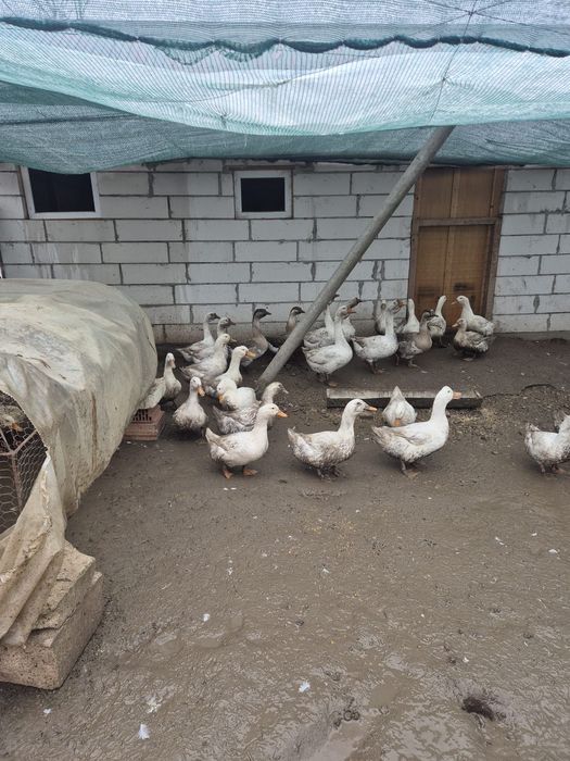 Păsări de curte  crescute natural