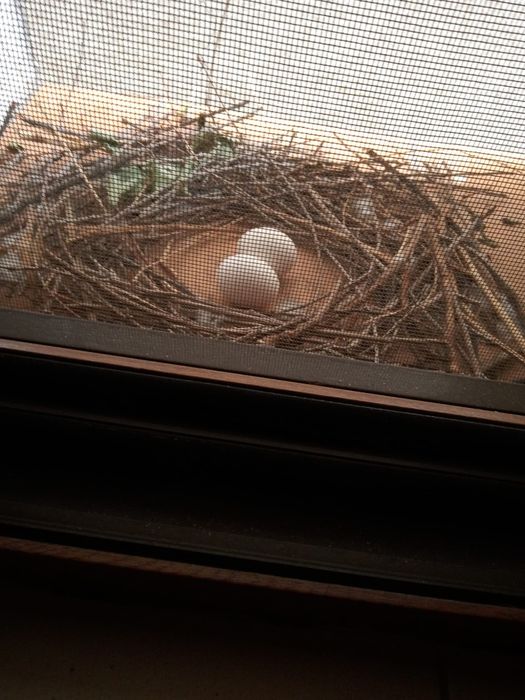 Ofer servicii de îngrijire păsări de apartament/ Pet sitter