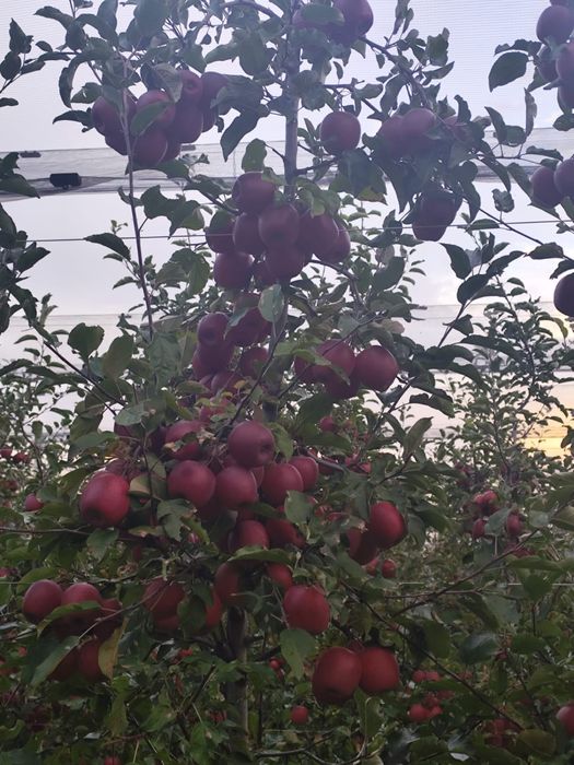 Mere Suc si industrie