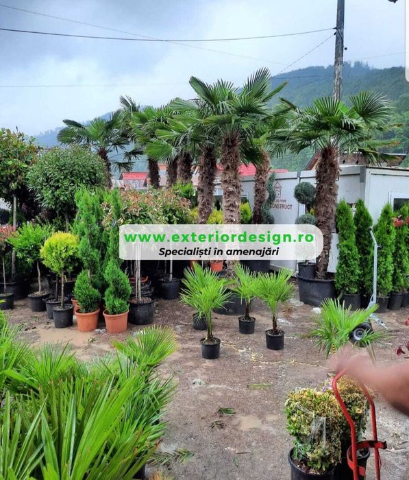 Palmier rezista la frig Trachycarpus Fortunei, rezista la îngheț