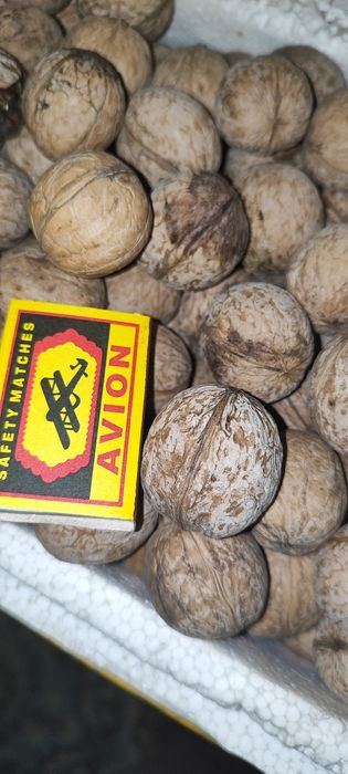 Грецкие орехи домашние