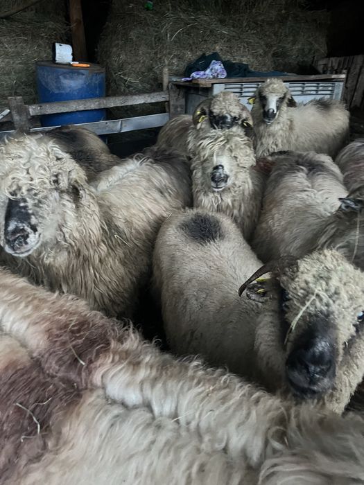 Vand 30 de oi turcane