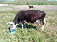 Vaca bălțată românească cu negru
