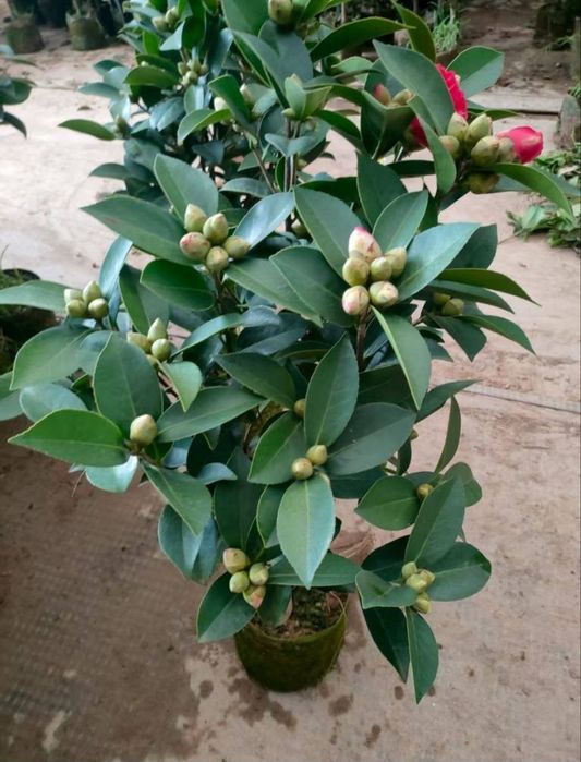 Камелия белый.красный розовый