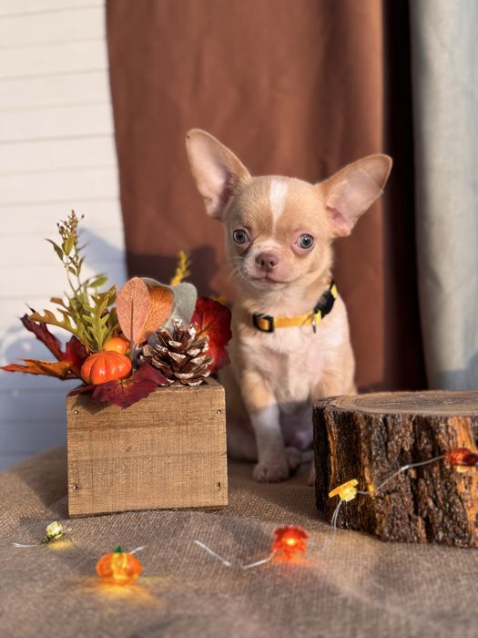 Продается щенок чихуахуа