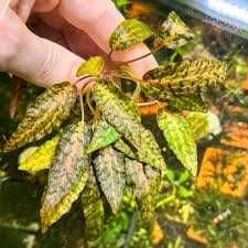 Cryptocoryne Nurii Pink Line (Rosen Maiden) – stoc limitat 3 bucăți