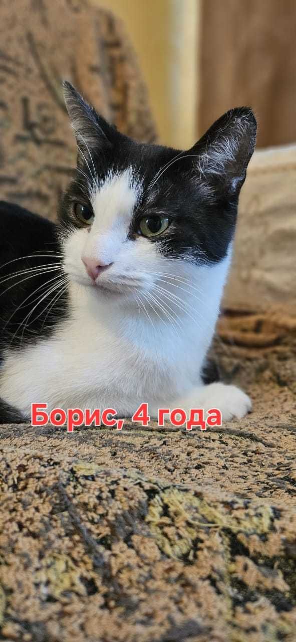 Кошки в добрые руки