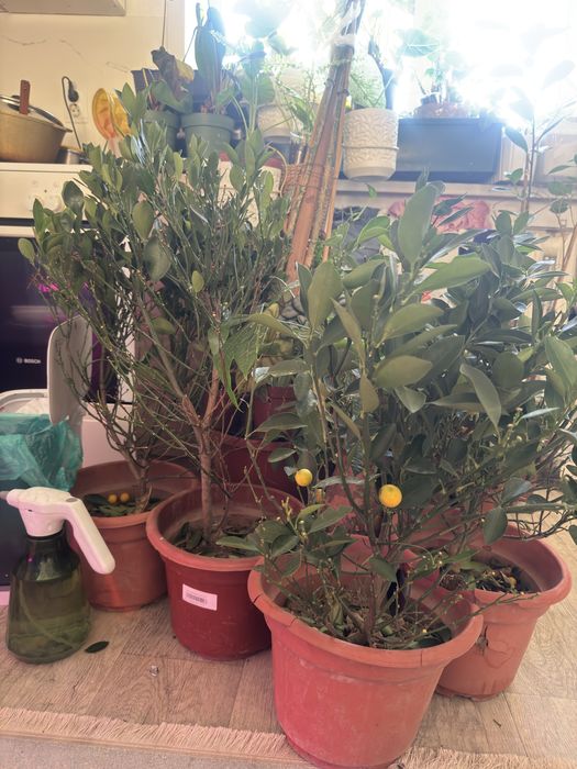 Мандарины 6000 распродажа