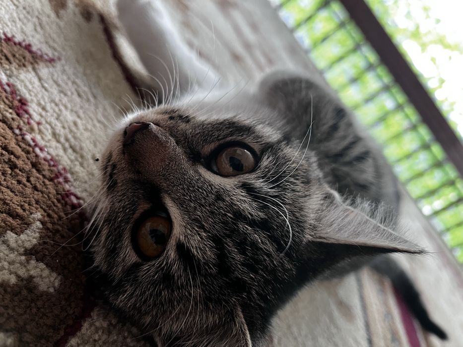 Кошка отдам  добрые руки