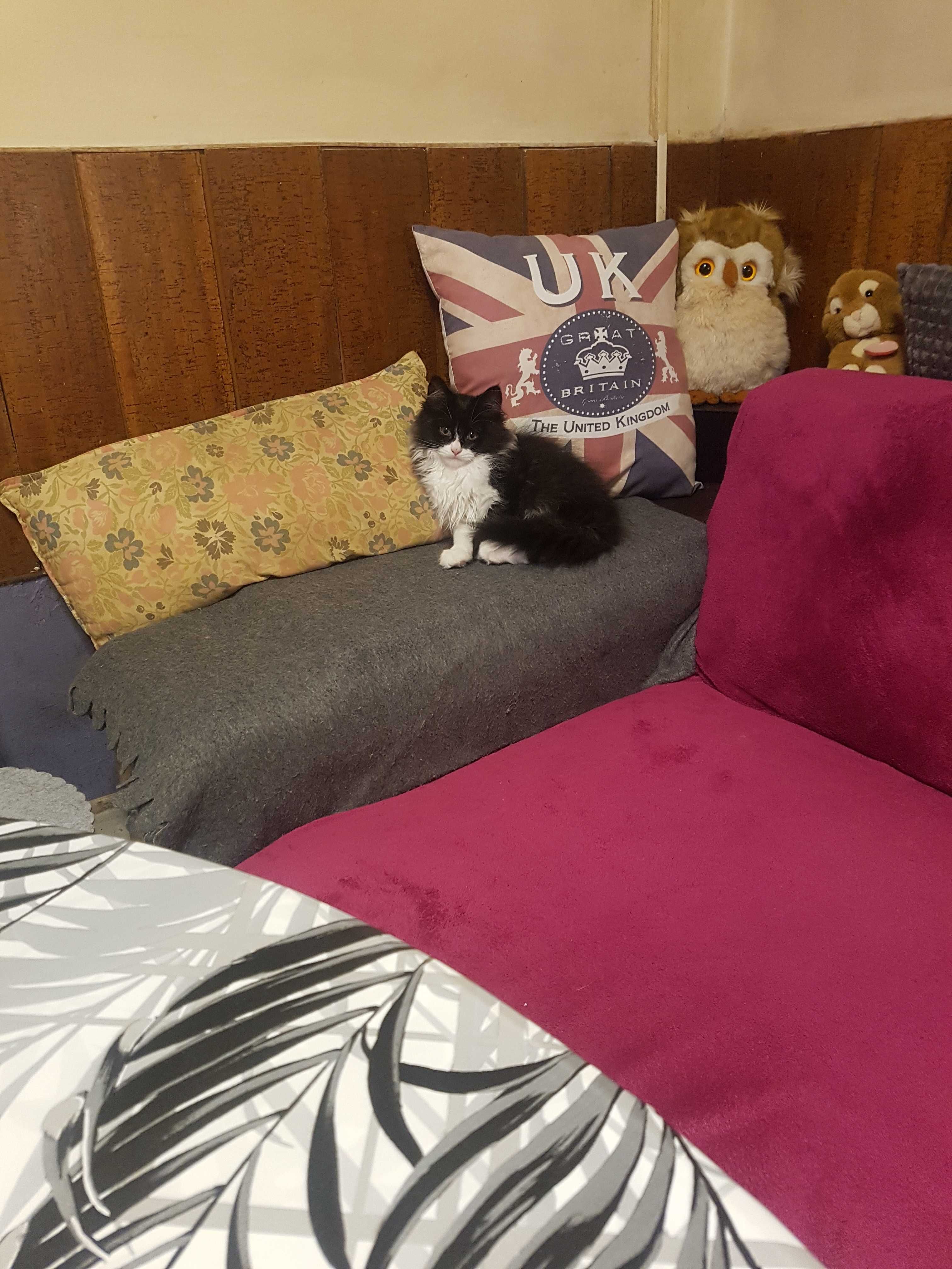 Персийско котенце