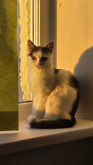 Отдам кошку в добрые руки.