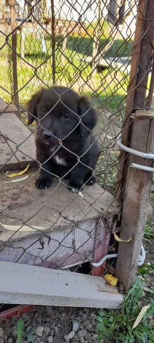 Donez o catelusa de talie medie