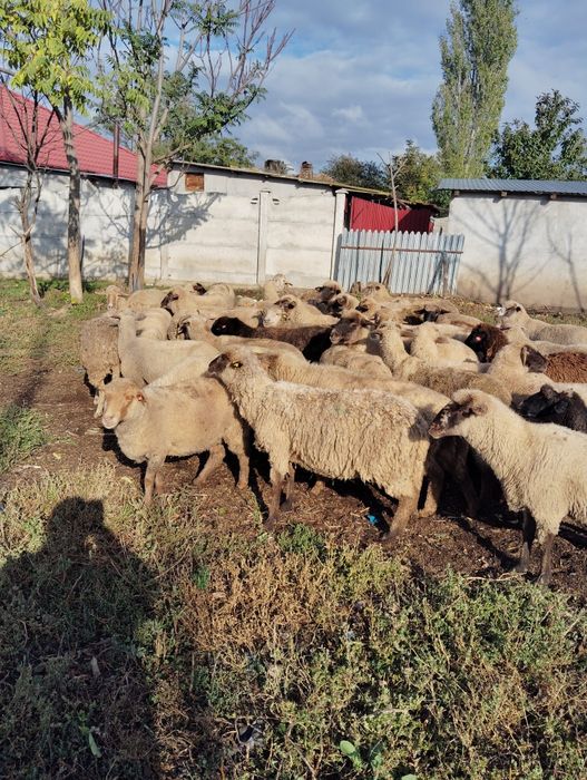Vând 34 de oi grase