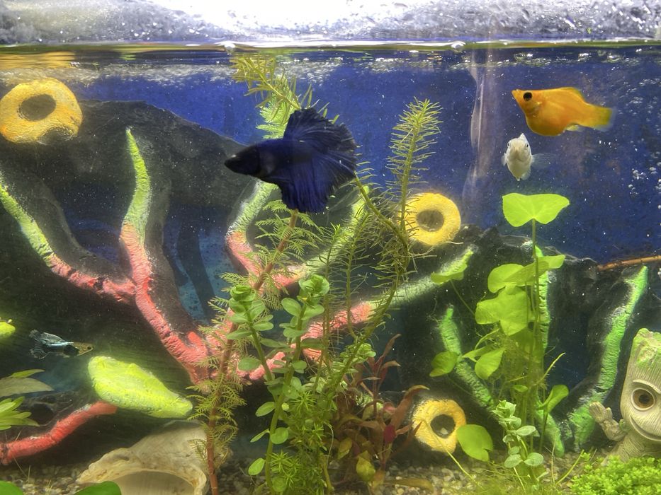 Аквариум 30 литровый