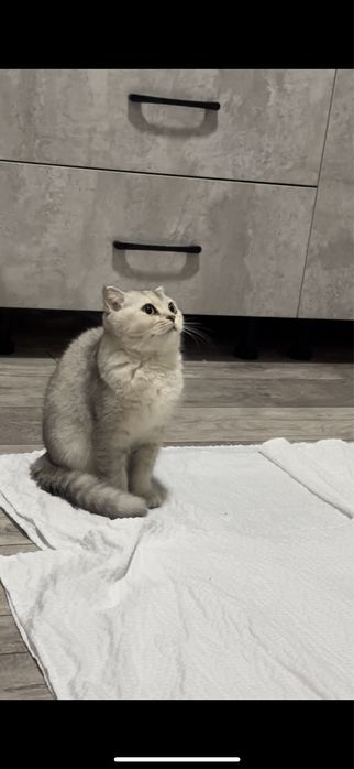 Котенок ласковый