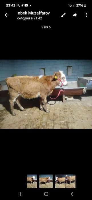 Гуножинча сотилади йеб ичиши зур нархи 7милон