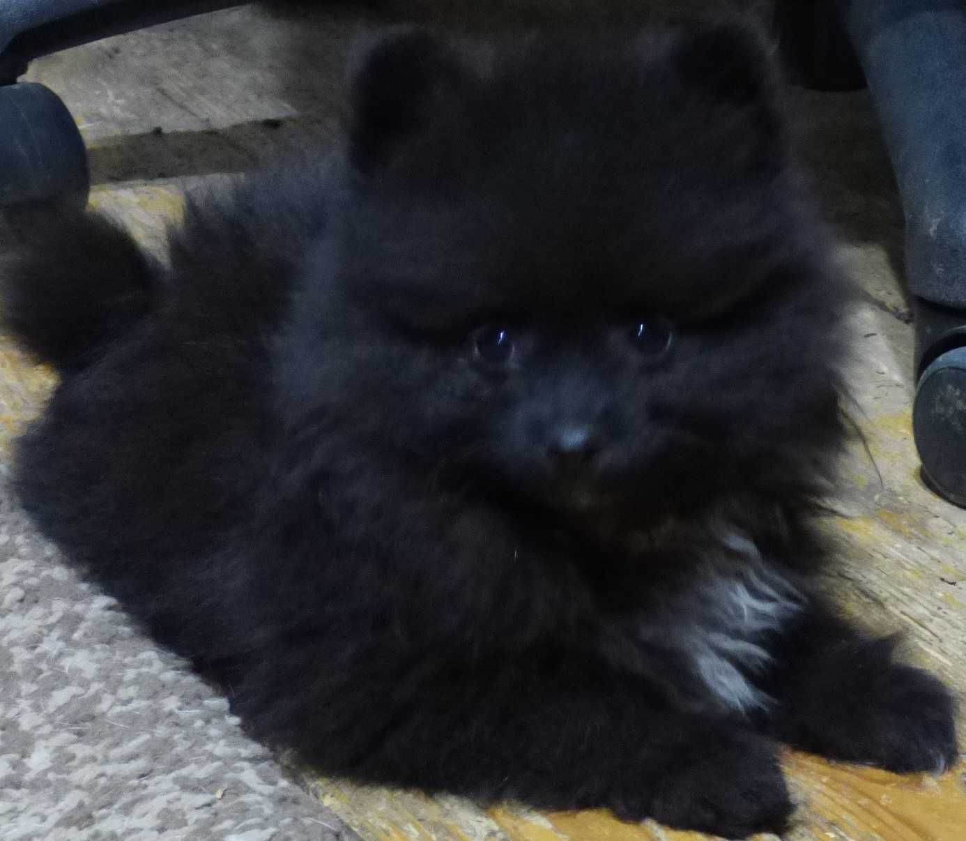 Pomeranian mascul