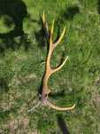 Corn Cerb Mare Individual