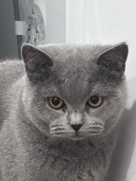 Motanel British cu Pedigree!