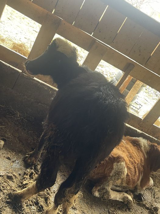 Tauras bivol foarte cuminte 4 luni