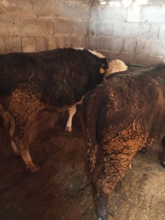 Продам жирных телок стоят на корме