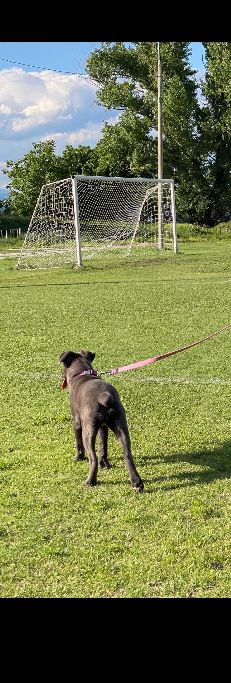 Куче Cane Corso на 9 месеца