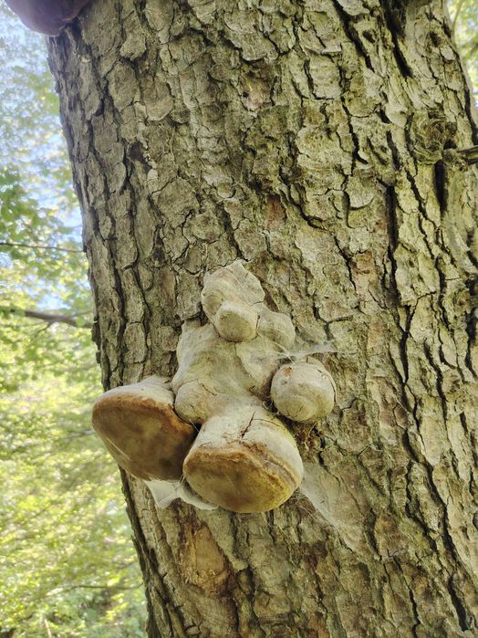 Ciuperci medicinale, GANODERMA, FOMITOPSIS Pinicola, Phellinus bucati