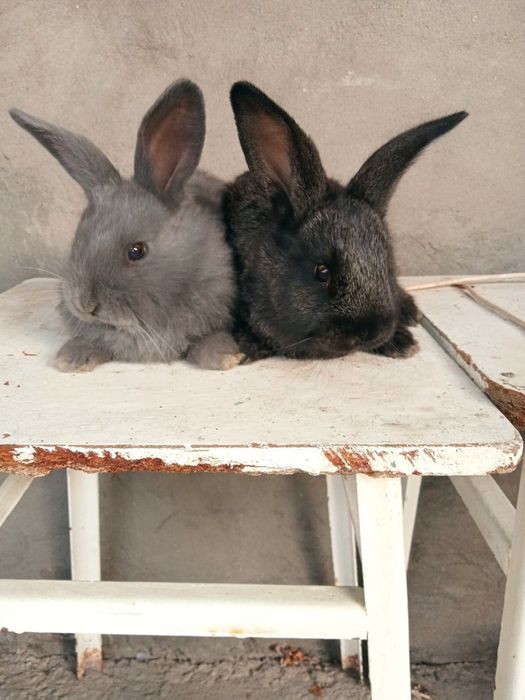 Кролики Калифорнийские