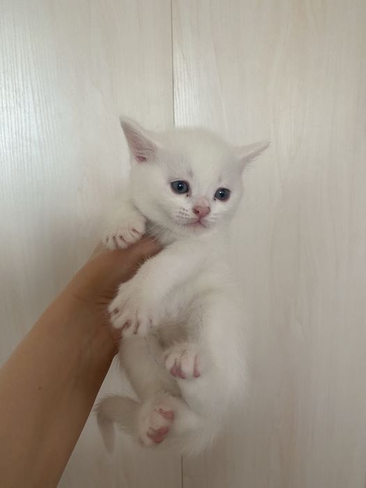 Скоттиш страйт. 16. 10. 25. Угил бола