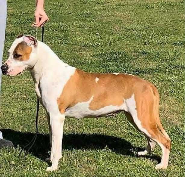 Femela Amstaff pedigree