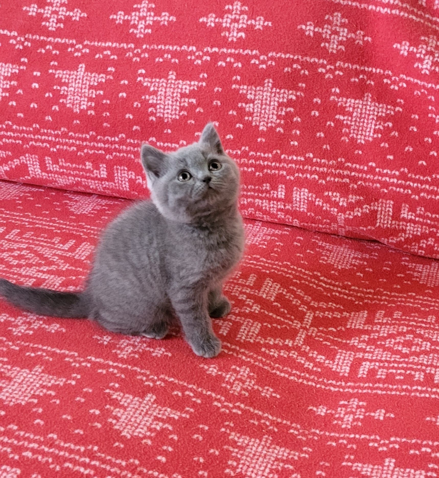 British shorthair blue