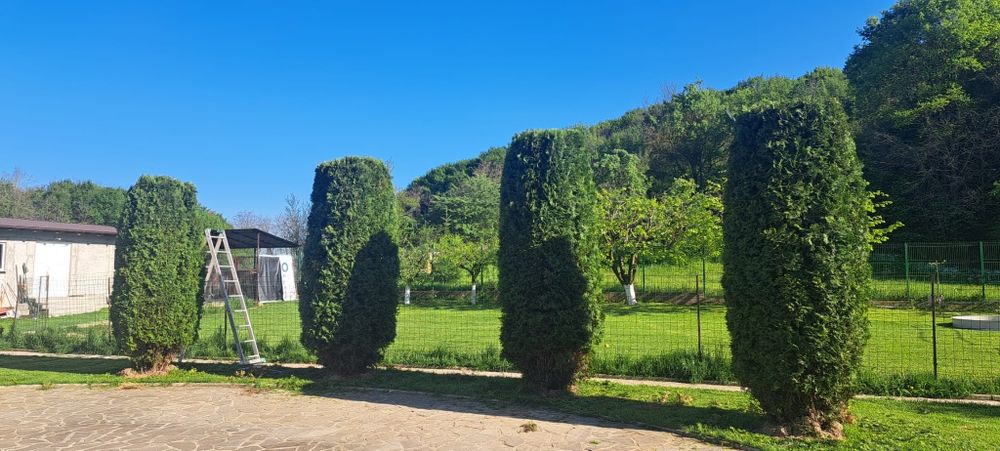 Toaletare gard viu/tuia